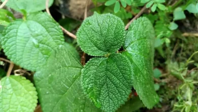یکبار لمس، یک عمر پشیمانی؛ دردی که تمام نمی‌شود